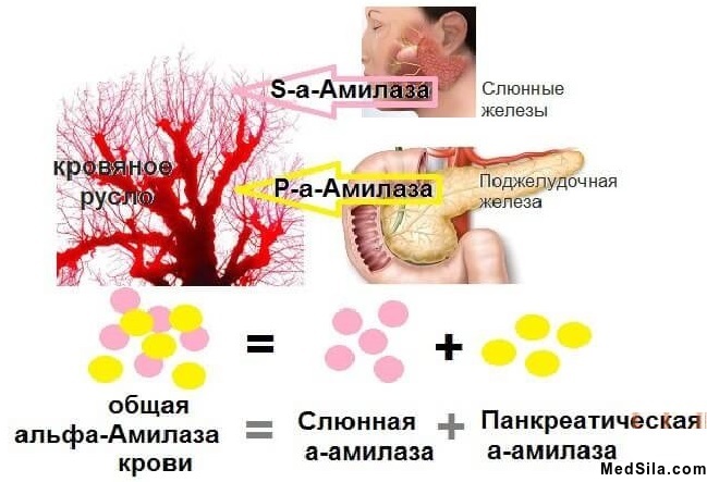 Содержание амилазы в организме